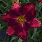 Fancy Face Sunset Wishes Daylily